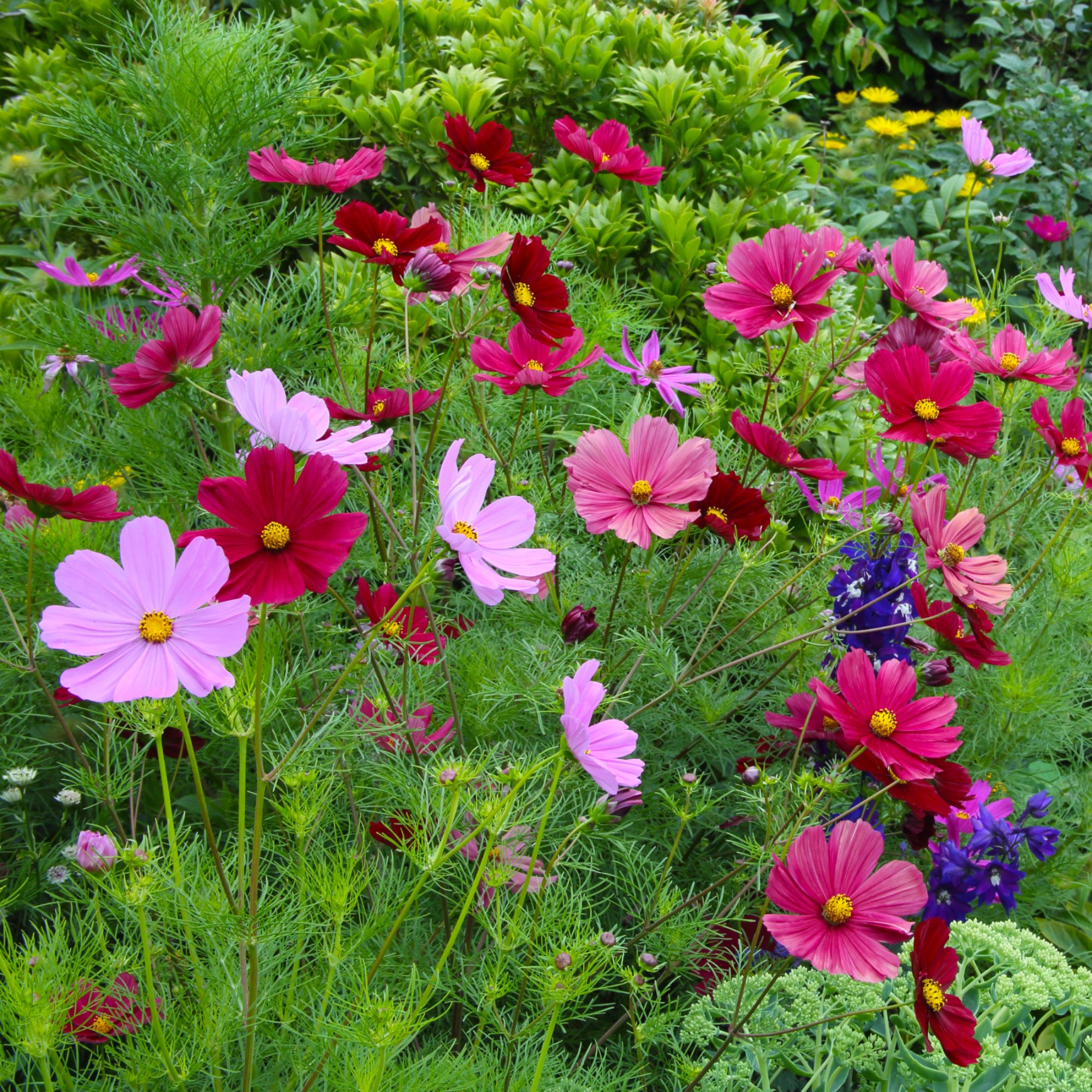 Cosmos Flower Mixed Color Seed-image-5