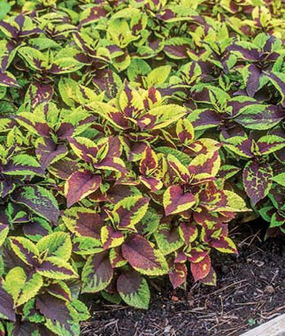 vibex High Germination Pineapple Surprise Coleus Seed-picture-35