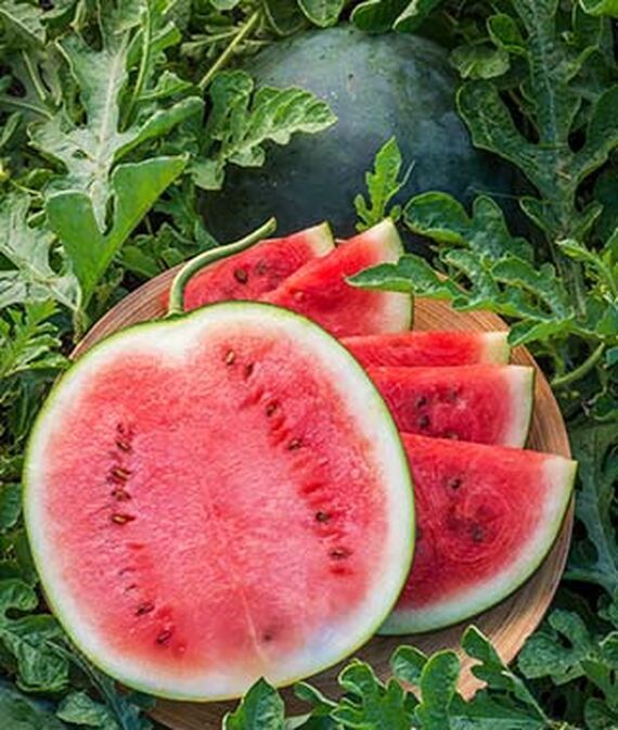 Watermelon, Blacktail Mountain Seed-image-1