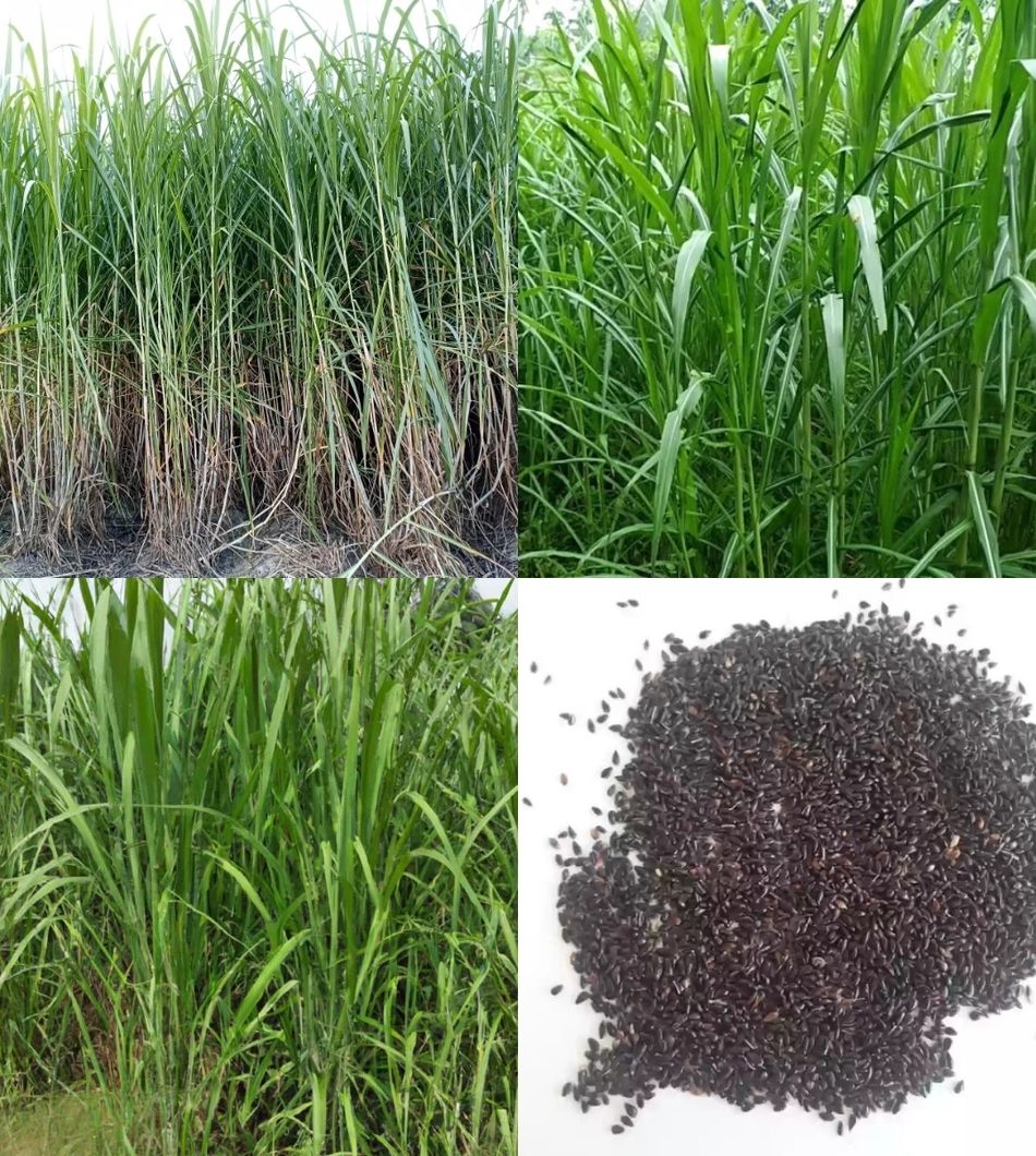 Napier grass seeds for cow beez 507 Seed-image-46