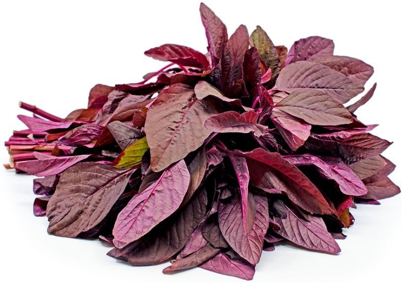 RED AMARANTHUS CHAULAI SAAG Seed-image-11