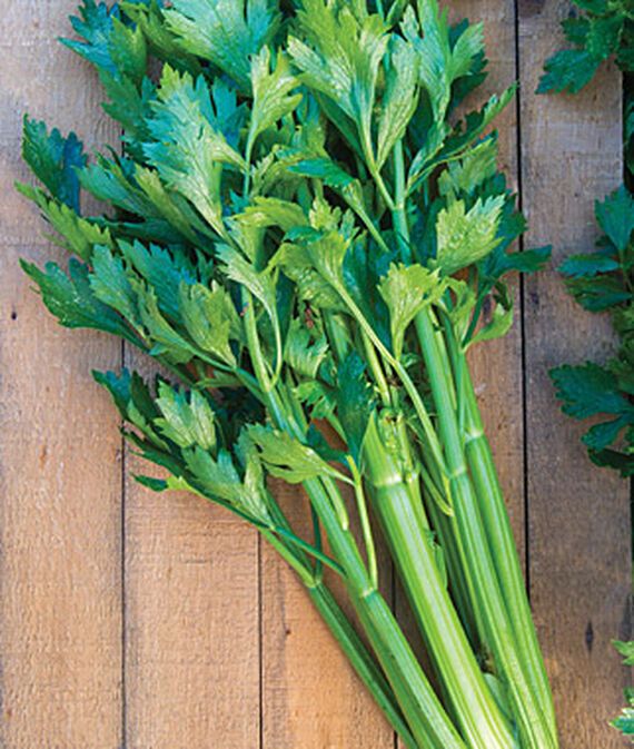 vibex Celery, Tango Hybrid Seed-picture-15