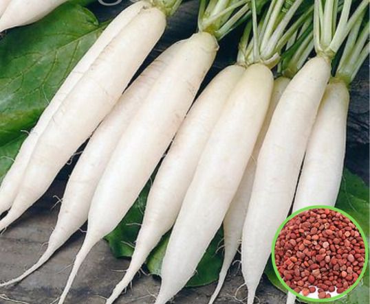 radish Seed-image-11