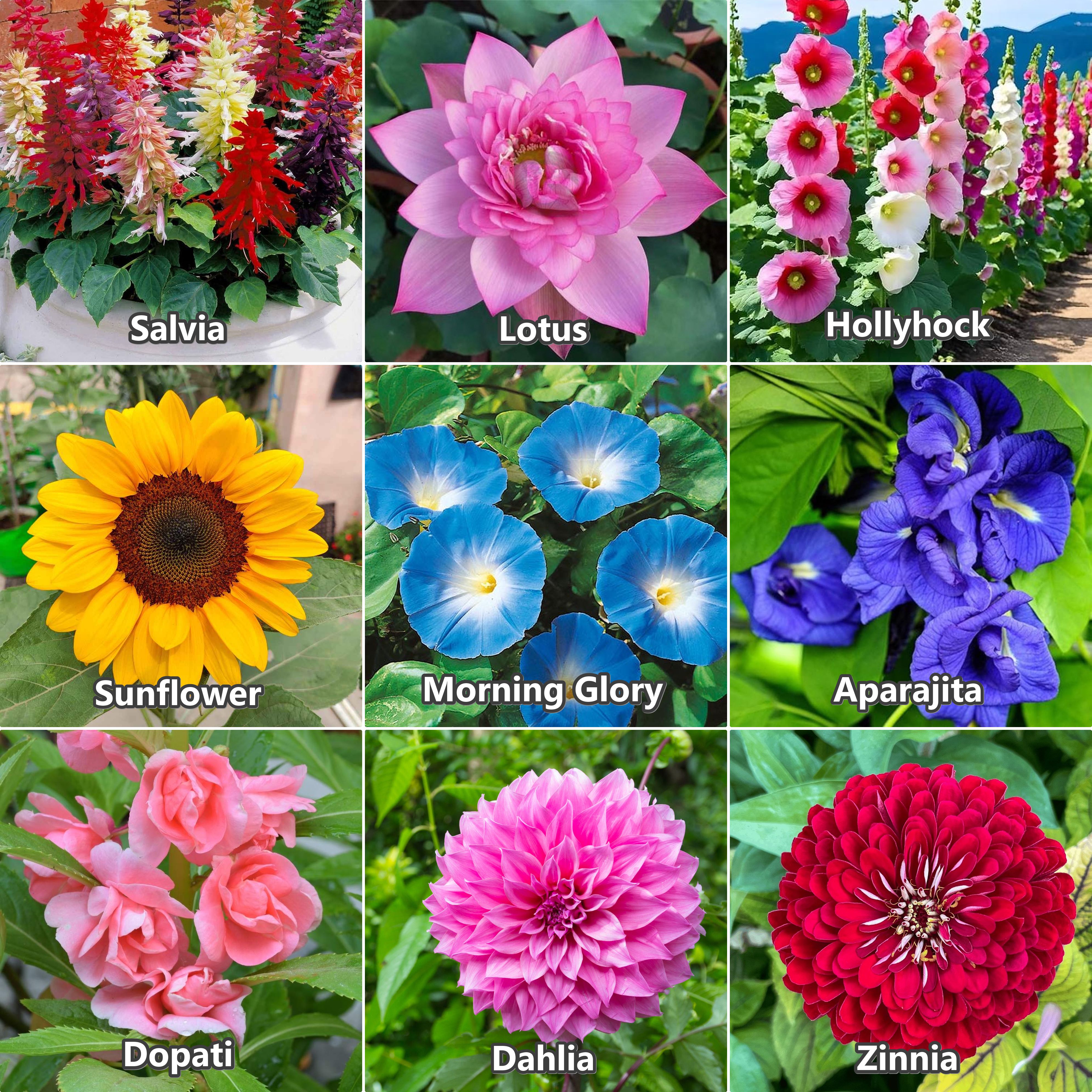Hollyhock,Aprajita,Lotus, Dahlia,Dopati,Sunflower, Salvia,Mg glory,Zinnia, combo Seed-image-48