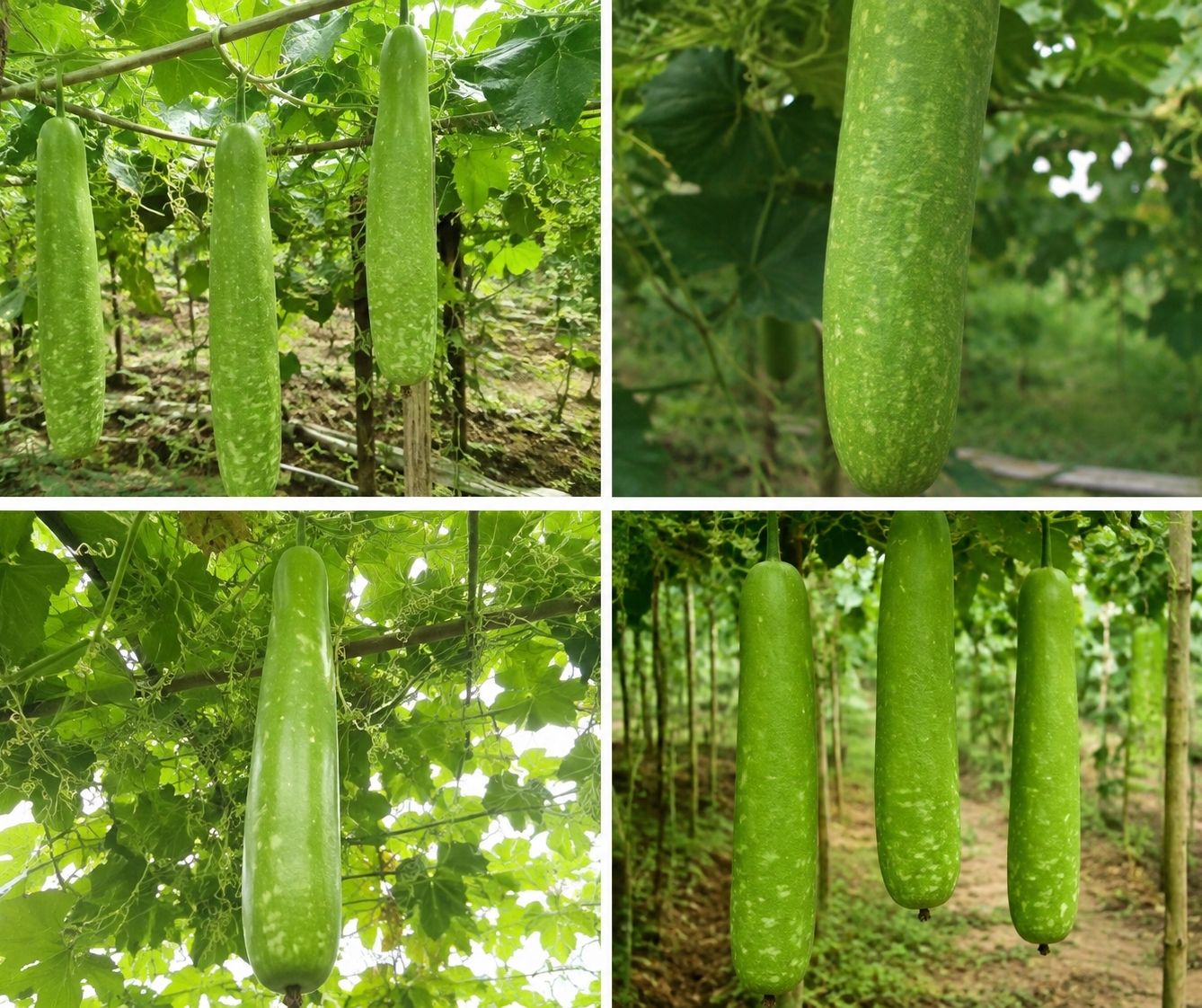 sarkar enterprise Bottle Gourd Seed-picture-0