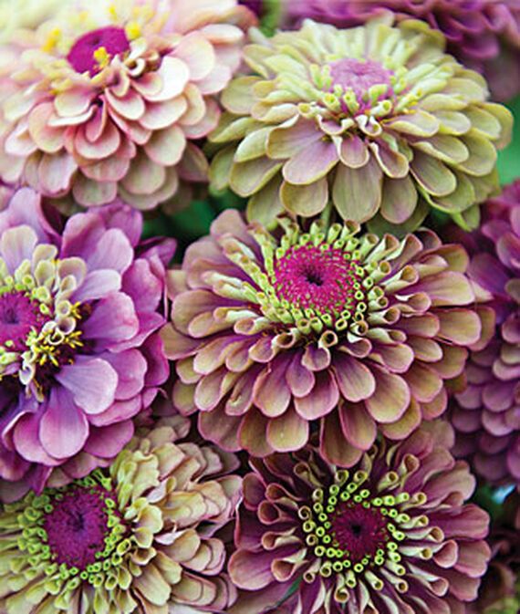 Zinnia, Queen Red Lime Seed-image-25