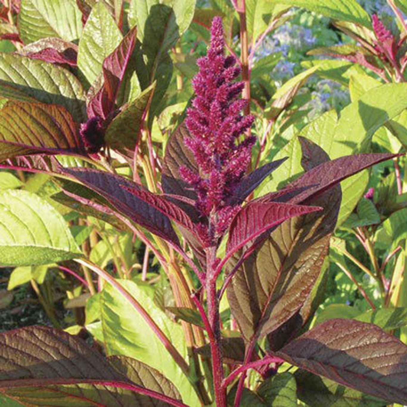 deys agro Lal Saag/ Red Spinach, Red Amaranthus hybrid Seed-picture-48