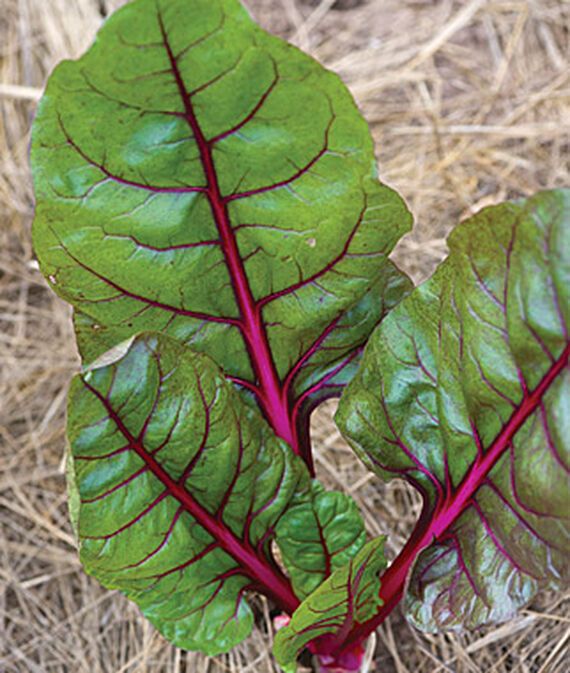 Red Magic Hybrid Swiss Chard Seed-image-16