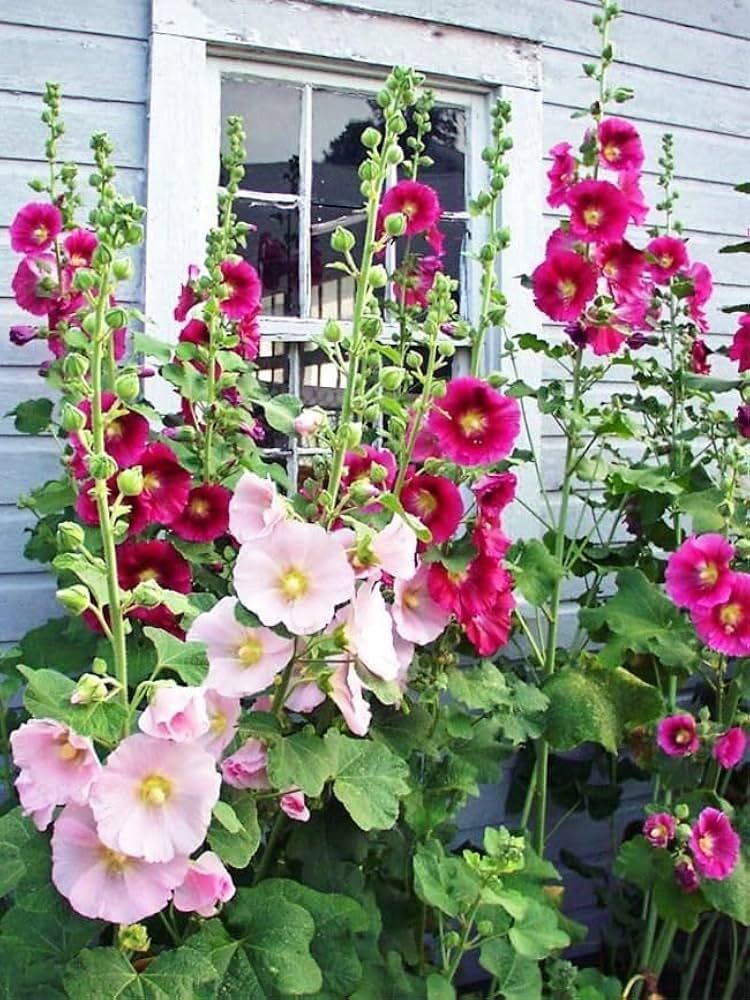 ariaanam Hollyhock Double Flower Seed-picture-27