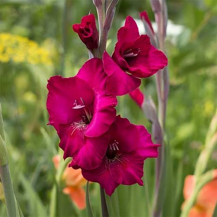 Gladiolus Magenta Violet Seed-image-31