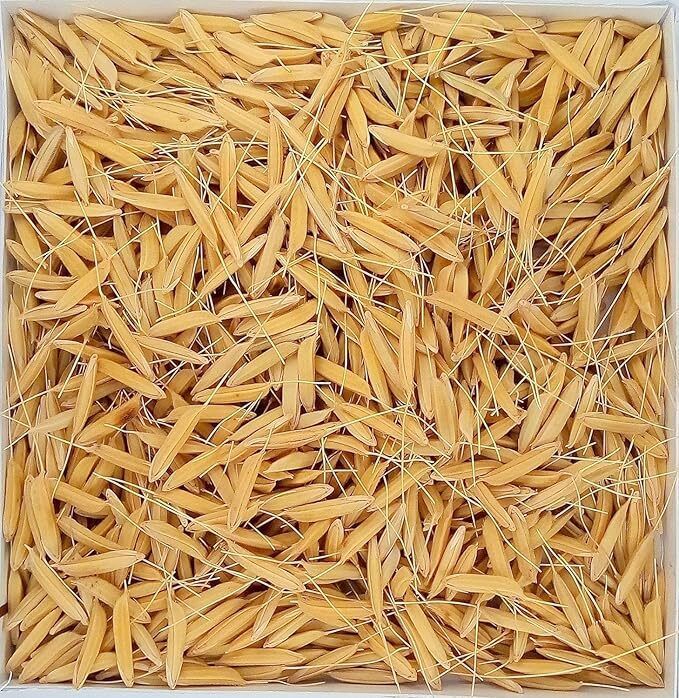 PUSA BASMATI - 1509 F1 HYBRIDE VARIETY PADDY / RICE 5 KG SEEDS Seed