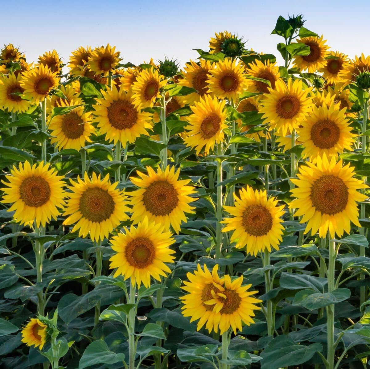 Sunflower flower for planting Seed-image-7