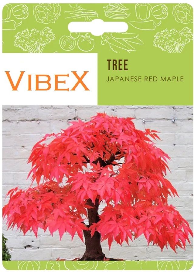 biosnyg Japanese Bonsai Red Maple Seeds-[250 Seeds] Seed-picture-0