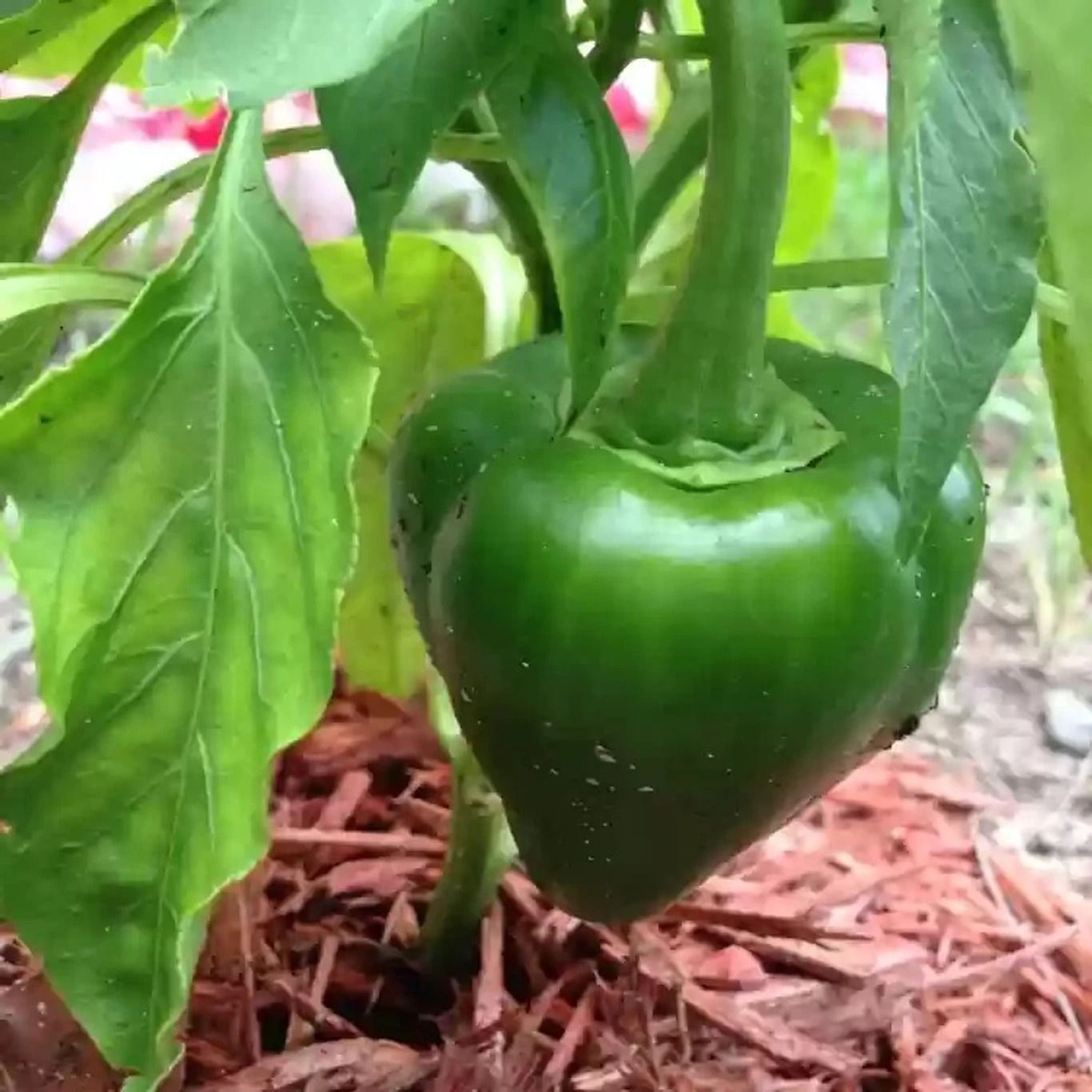 deys agro Capcicum vegetable seeds Seed-picture-23