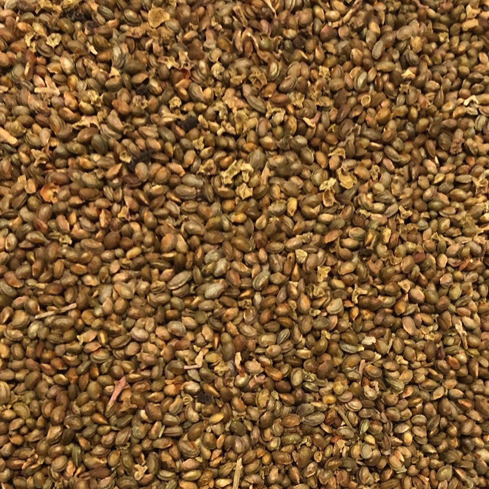 MulBerry, Mulberries, Shahtoot Seed-image-21
