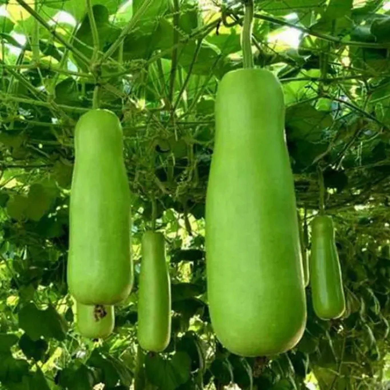 deys agro Deshi Bottle Gourd-Lauki-Lau-Clabash Seed-picture-1