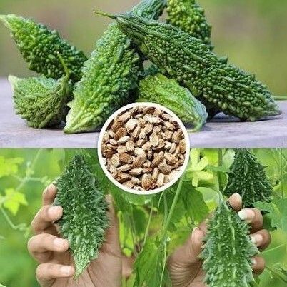 KUMUBON Uchhche Seeds Seed-image-36