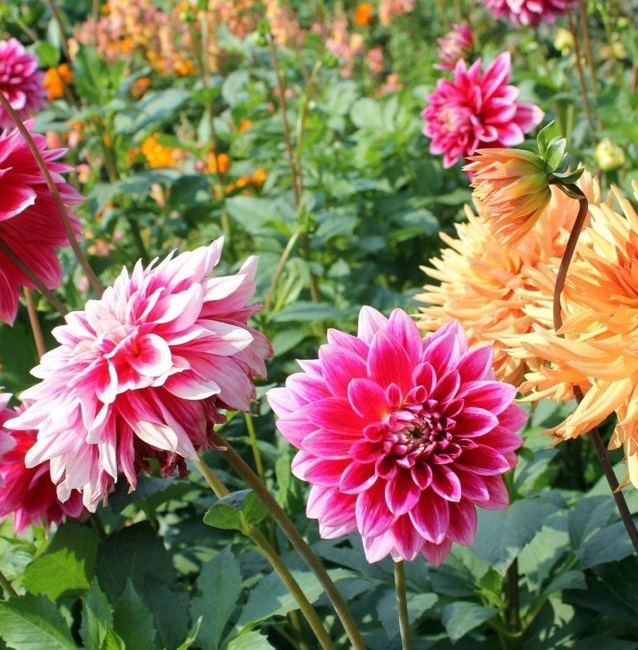 Dahlia Double Figaro Mix Seed-image-16