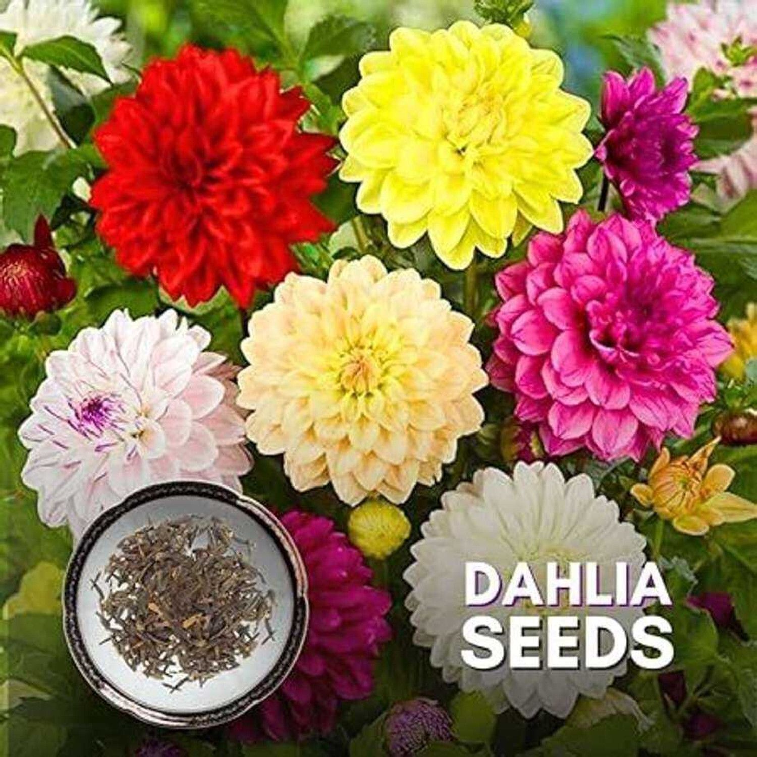 dahlia flower seeds, f1 Hybrid Seed-image-19