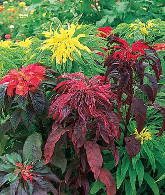biosnyg Summer Poinsettia Seed Mix Amaranthus Seed-picture-19