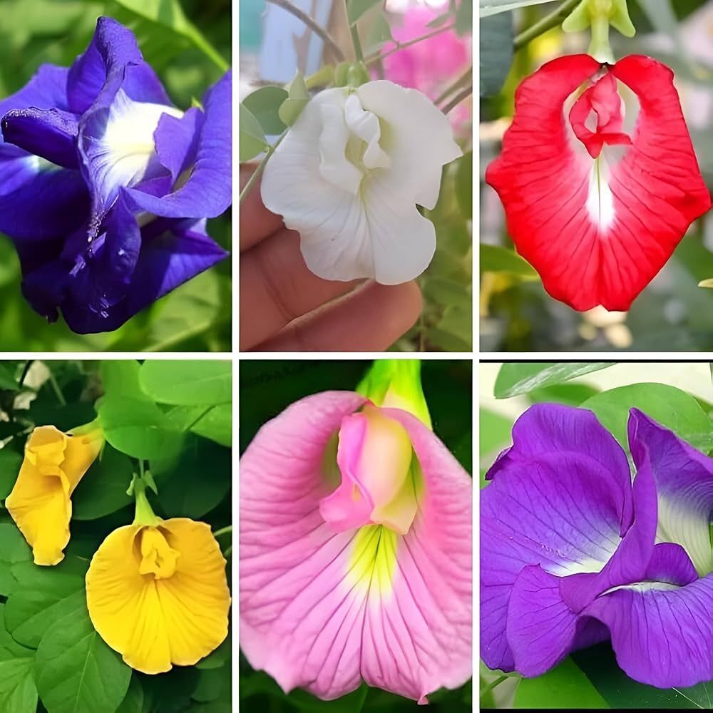 Hybrid Aparajita Flower Seed-image-13