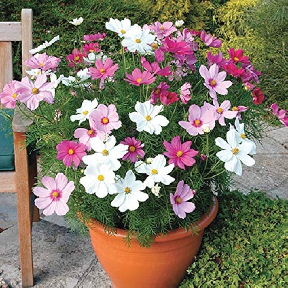 Cosmos Flower Mixed Color Ornamental Plant Seed-image-20