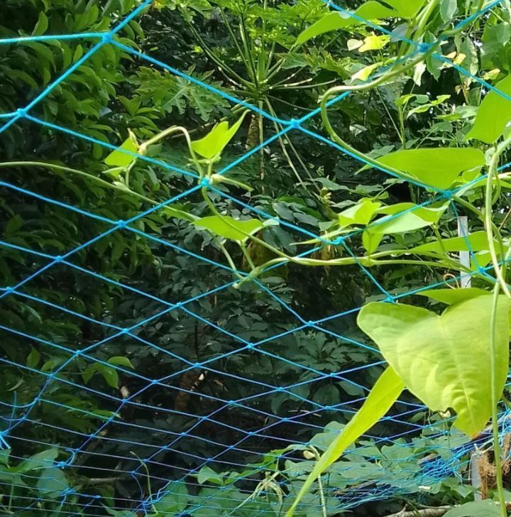 Heavy Duty Vegitable Net / Plant Climbing Net - 11 feet x 16 feet - Garden Tool Kit