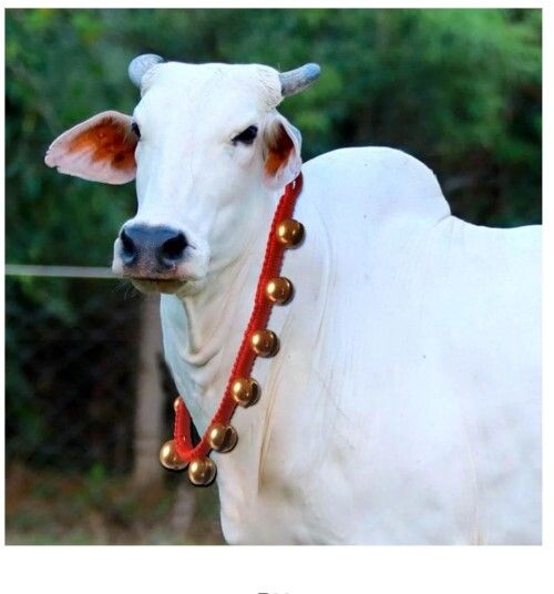 Cow Belt with 13 Big Bells/Ghungroo,113 cm. 5 m Post Rope 5 m Post Rope-image-34