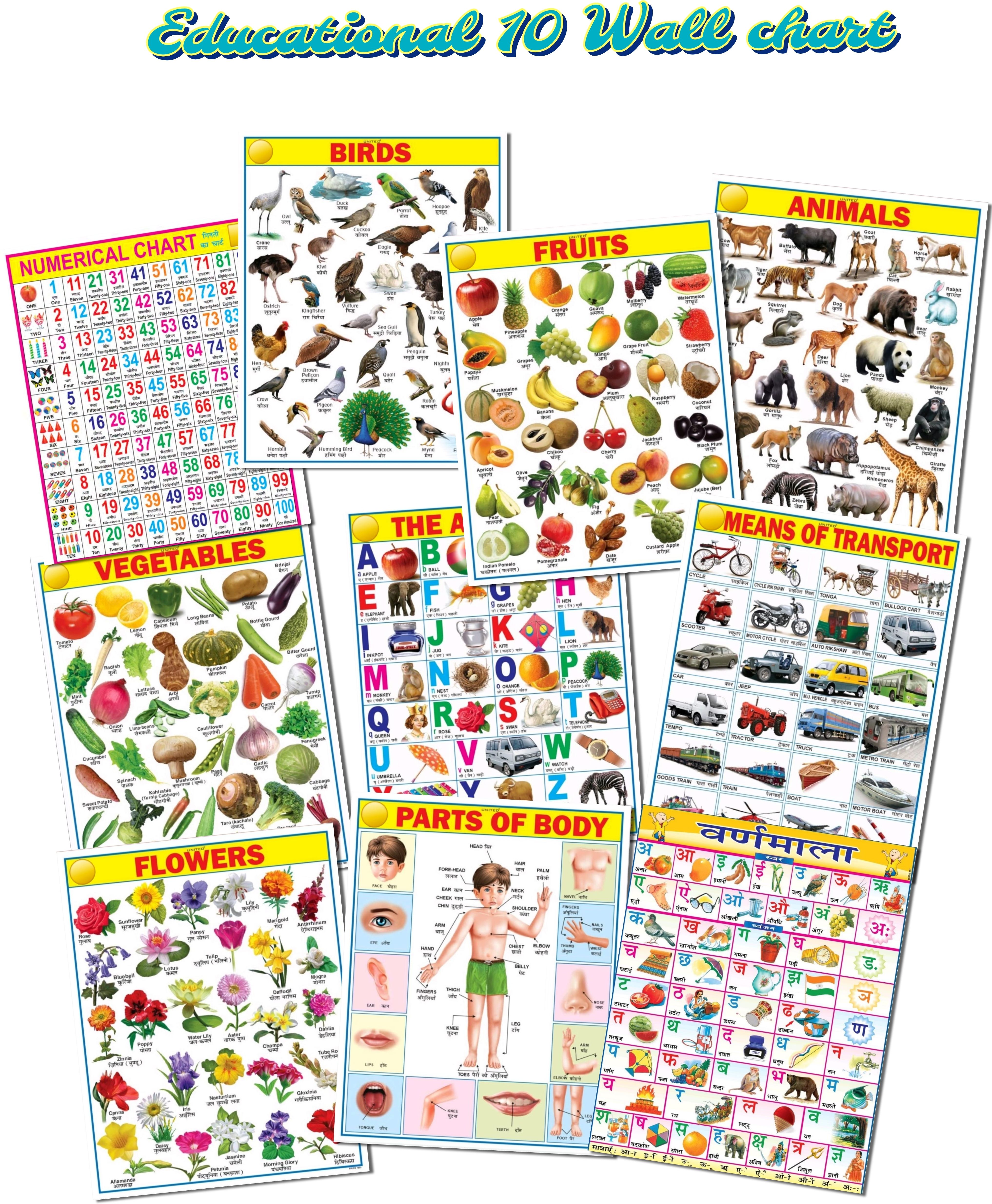 English Charts for Kids | Learn about English All in One Multicolor Wall Chart Paper Print with Waterproof Picture Chart Paper Print-image-11