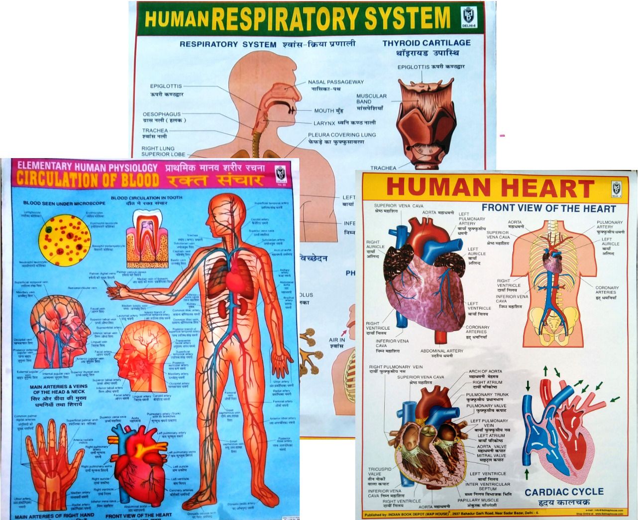 beboo sales and services combo of 3 Educational Charts – Human Respiratory, Blood Circulation, and Human Heart wall charts for Learning Photographic Paper-picture-54