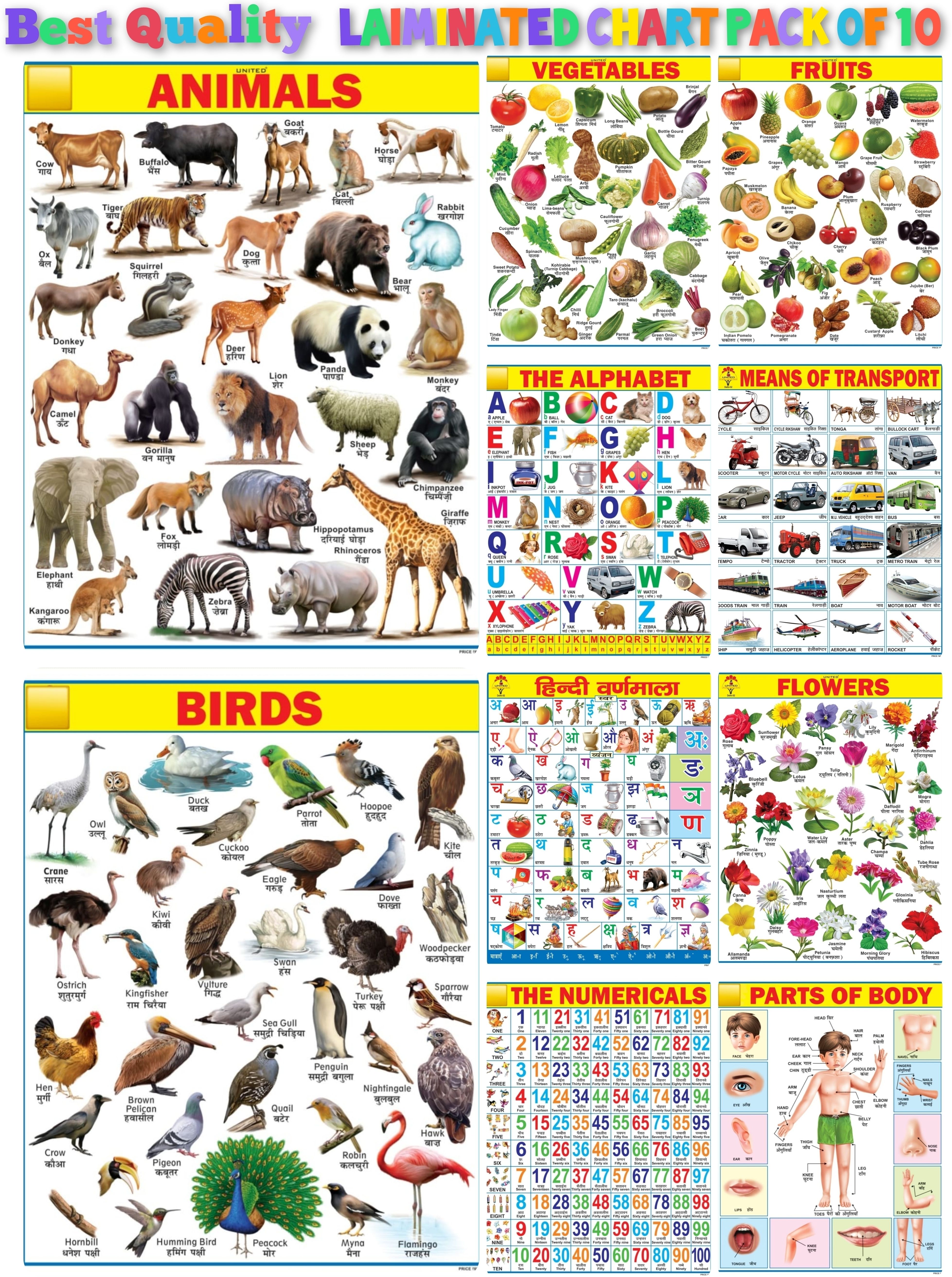 Early Learning Educational Laiminated Chart For Kids Size 45×60cm Pack OF 10 Printing Quality HD Fine Art Print-image-9