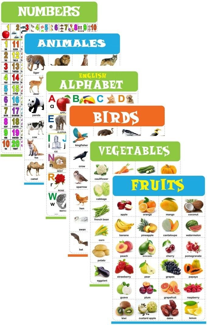 Number, Animals, Fruits, Vegetables, Alphabet & Birds Laiminate Chart For kids (6 Chart) 47cm×60cm Mega size Fine Art Print