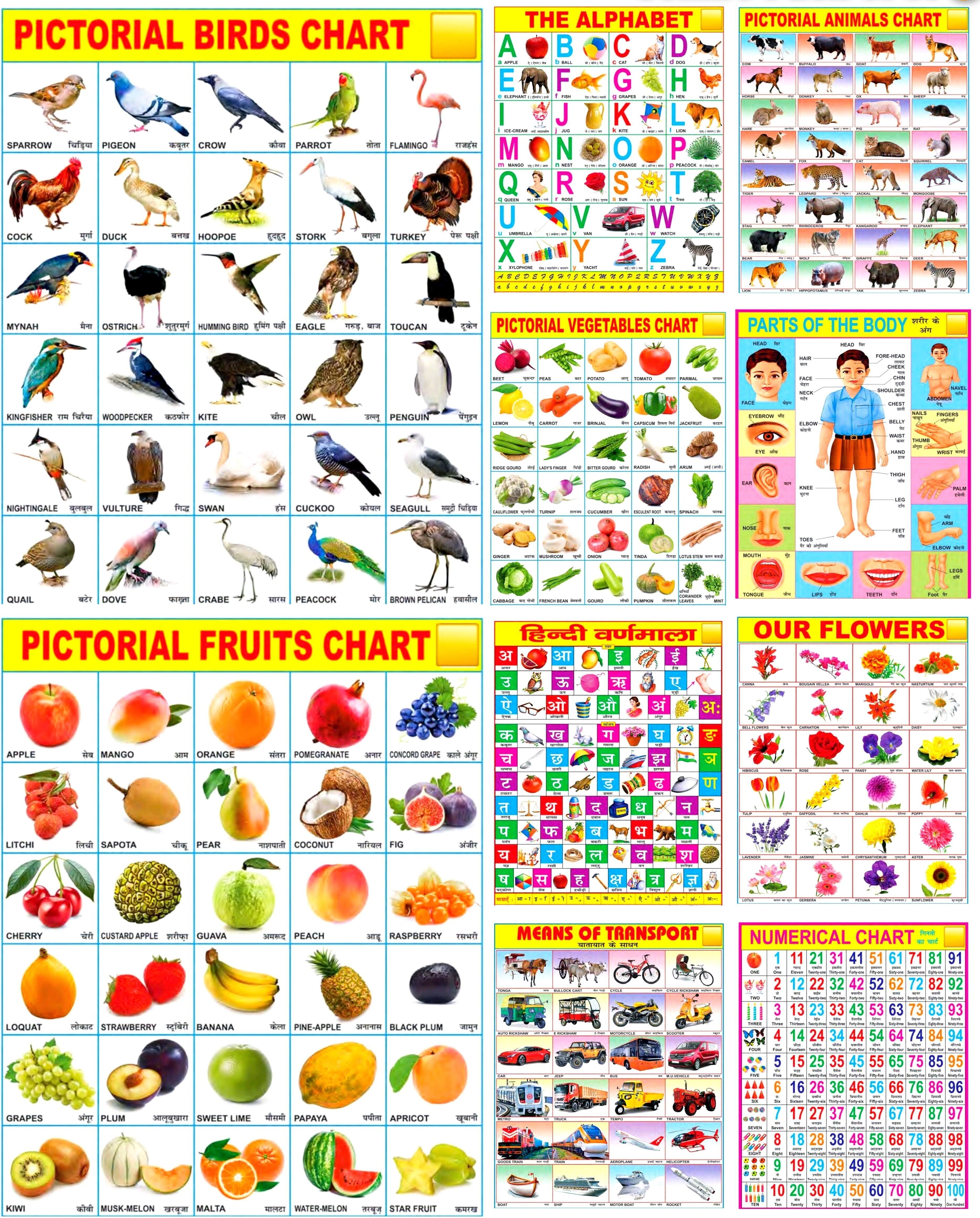 Multicolored Educational Learning Chart for or Kids Size 45×60cm Pack OF 10 Printing Quality HD Fine Art Print-image-39