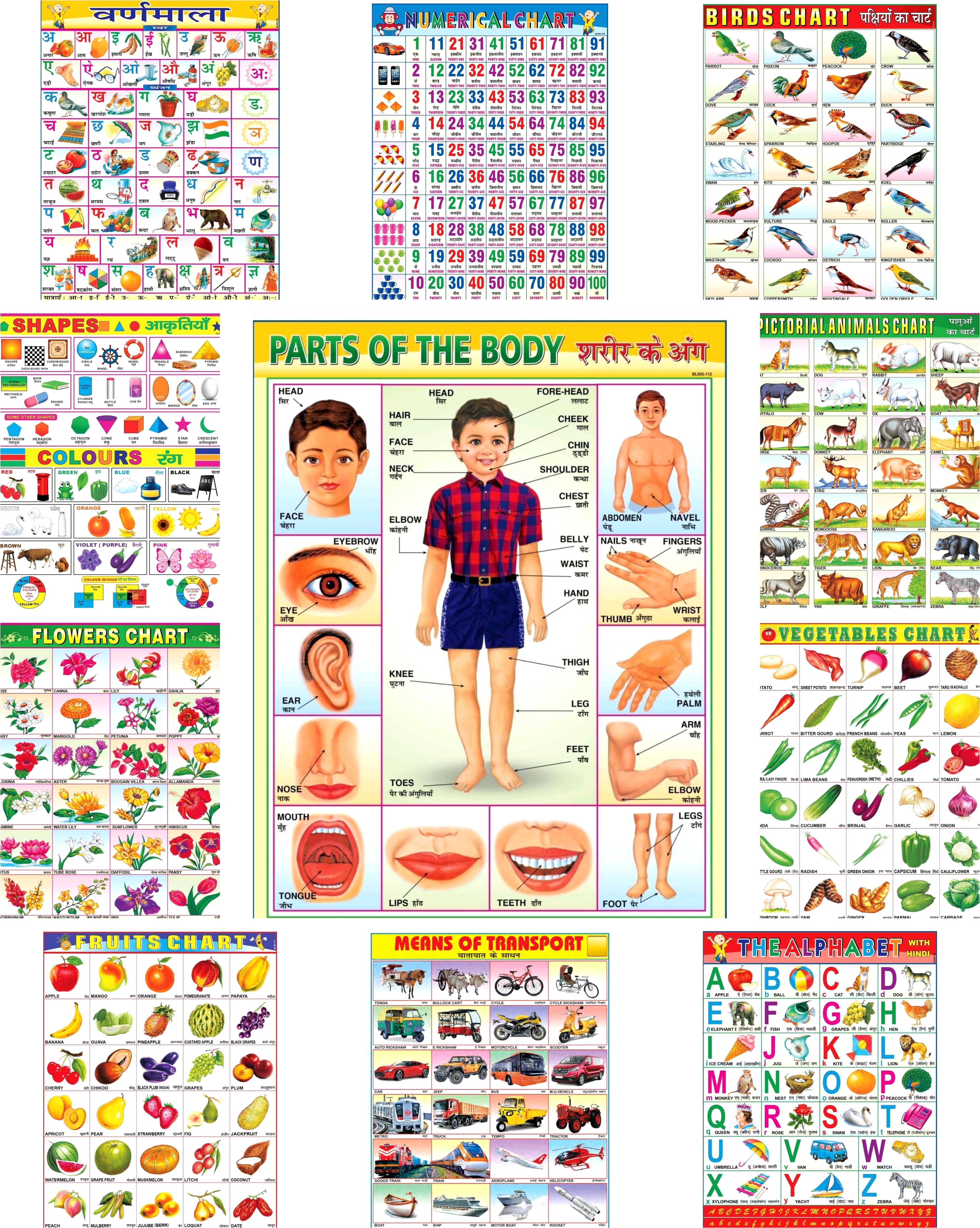 learning chart for kids, educational posters, wall charts (pack of 11) laminated charts, alphabets chart, numbers chart, fruits chart, animals chart, classroom charts, early learning materials Fine Art Print-image-4