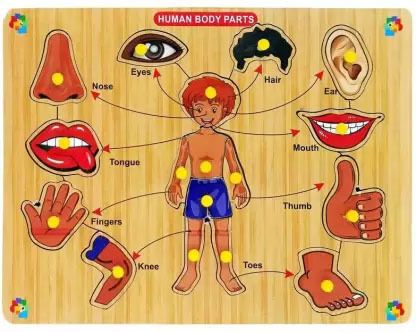 shalafi Body Parts wooden Jigsaw Preschool & Playgroup Educational Puzzle Learning Toys-picture-13