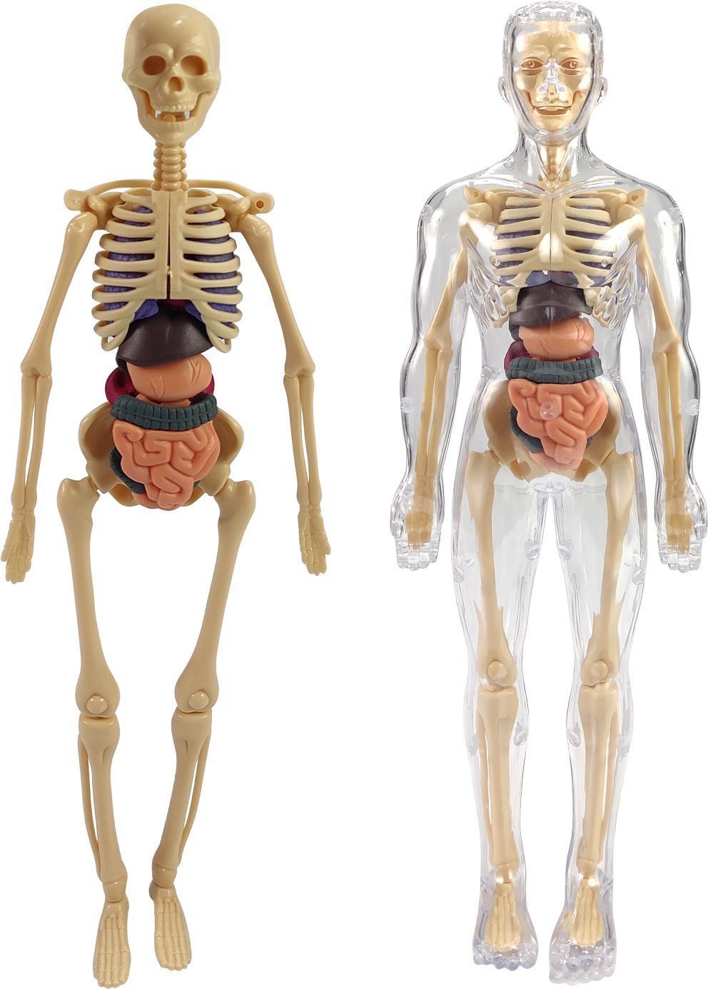 3D Human Body Structure Model Kids Toy|Skeleton Puzzle Science Kit for Anotomy-image-12
