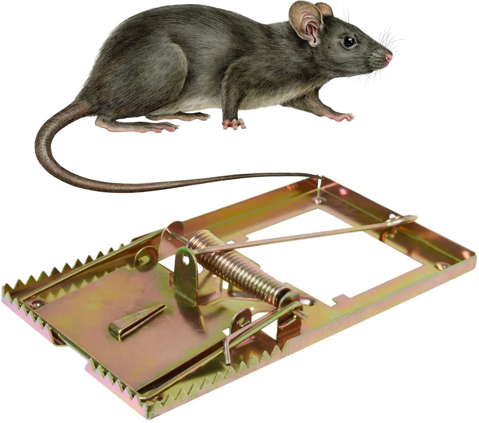 ceesha Rat Trap Professional Grade | Strong Snap Mouse Trap Indoor (Pack of 1) Live Trap-picture-28