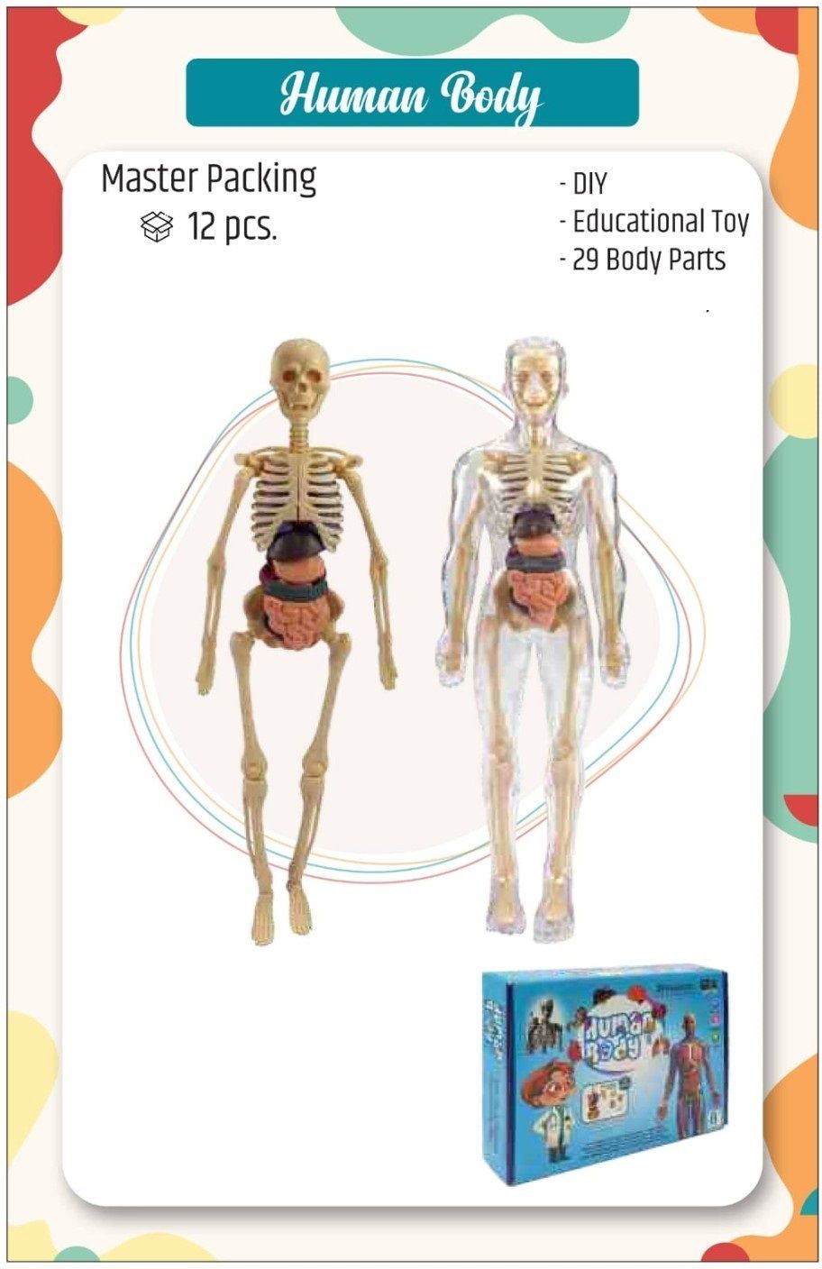 gamerpoint Human Body Anatomy 3D Model for Kids | 29 PARTS-picture-41