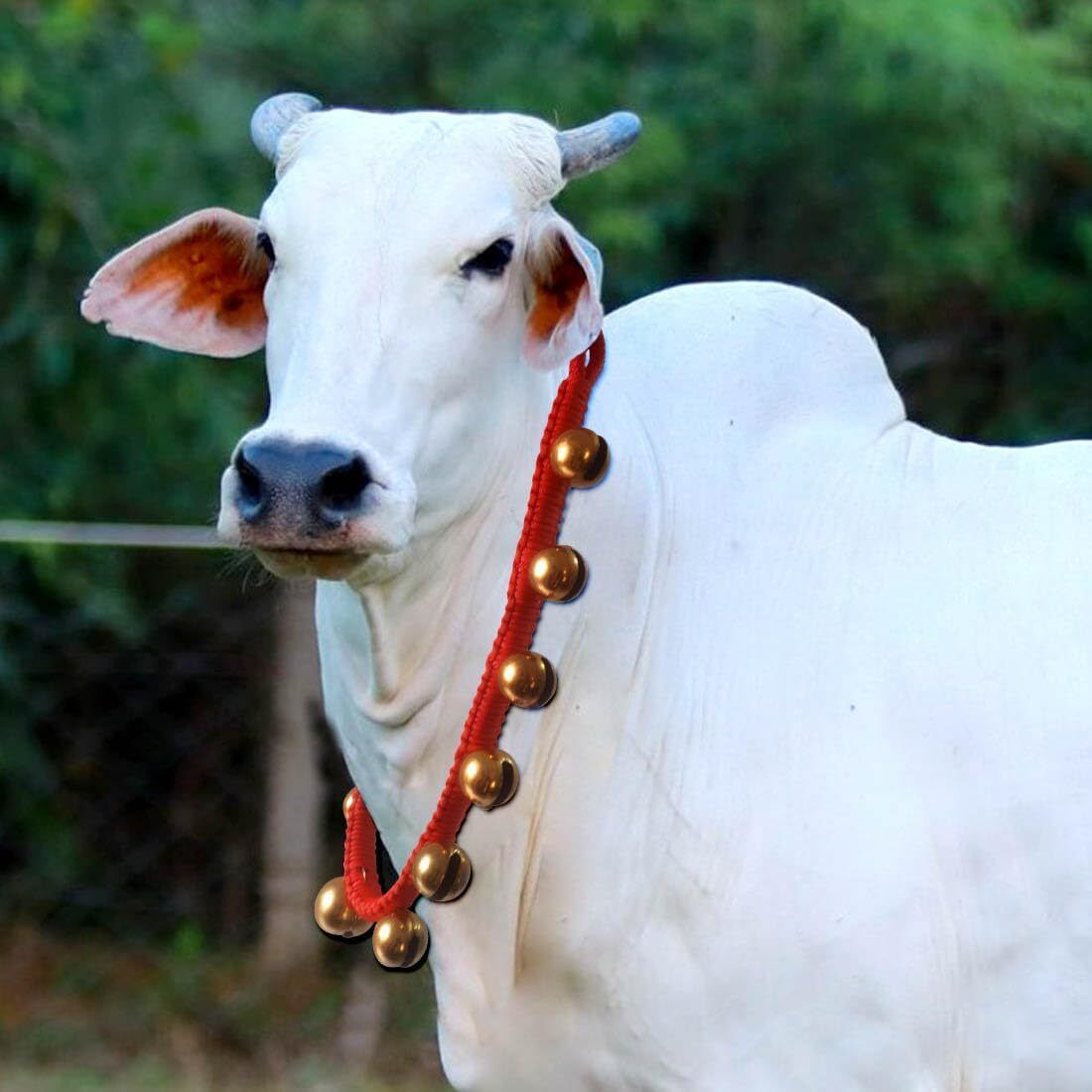 pmw Charm,Cow Belt .with 13 Big Bells/Ghungroo,113 cm. MULTCOLOR-picture-39