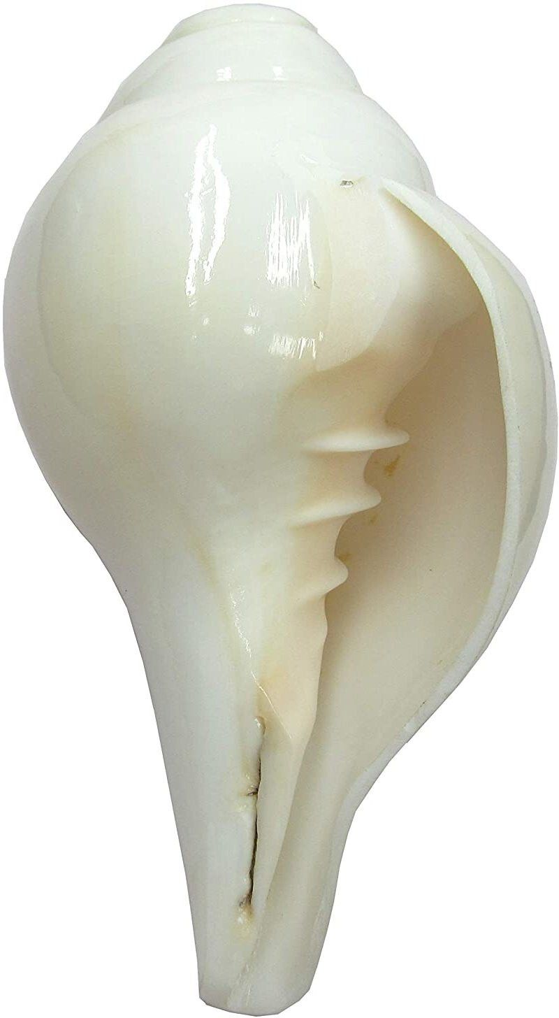 Blowing Conch Shell Shankh for Pooja (White, Medium 12cm) Blowing Shankh