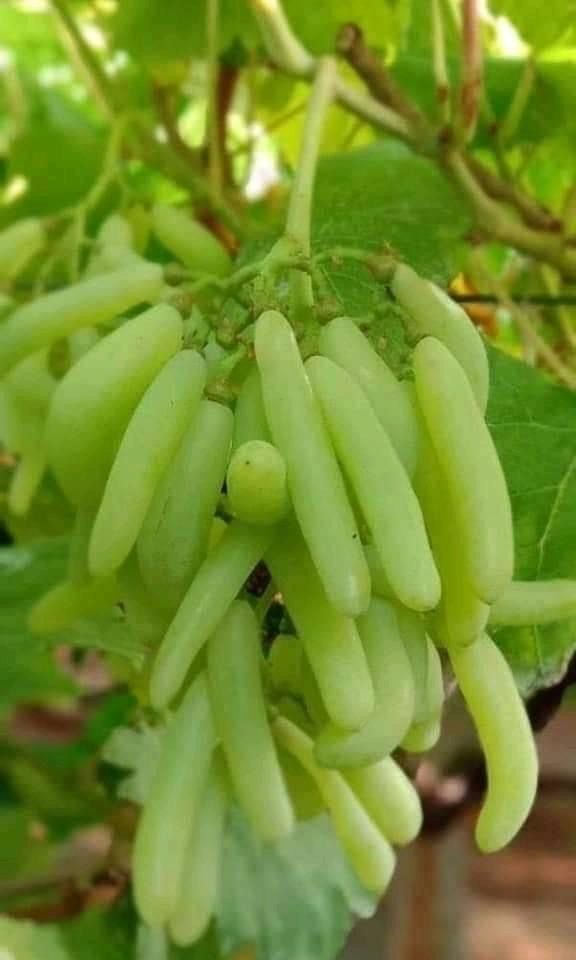 Grape Plant-image-40