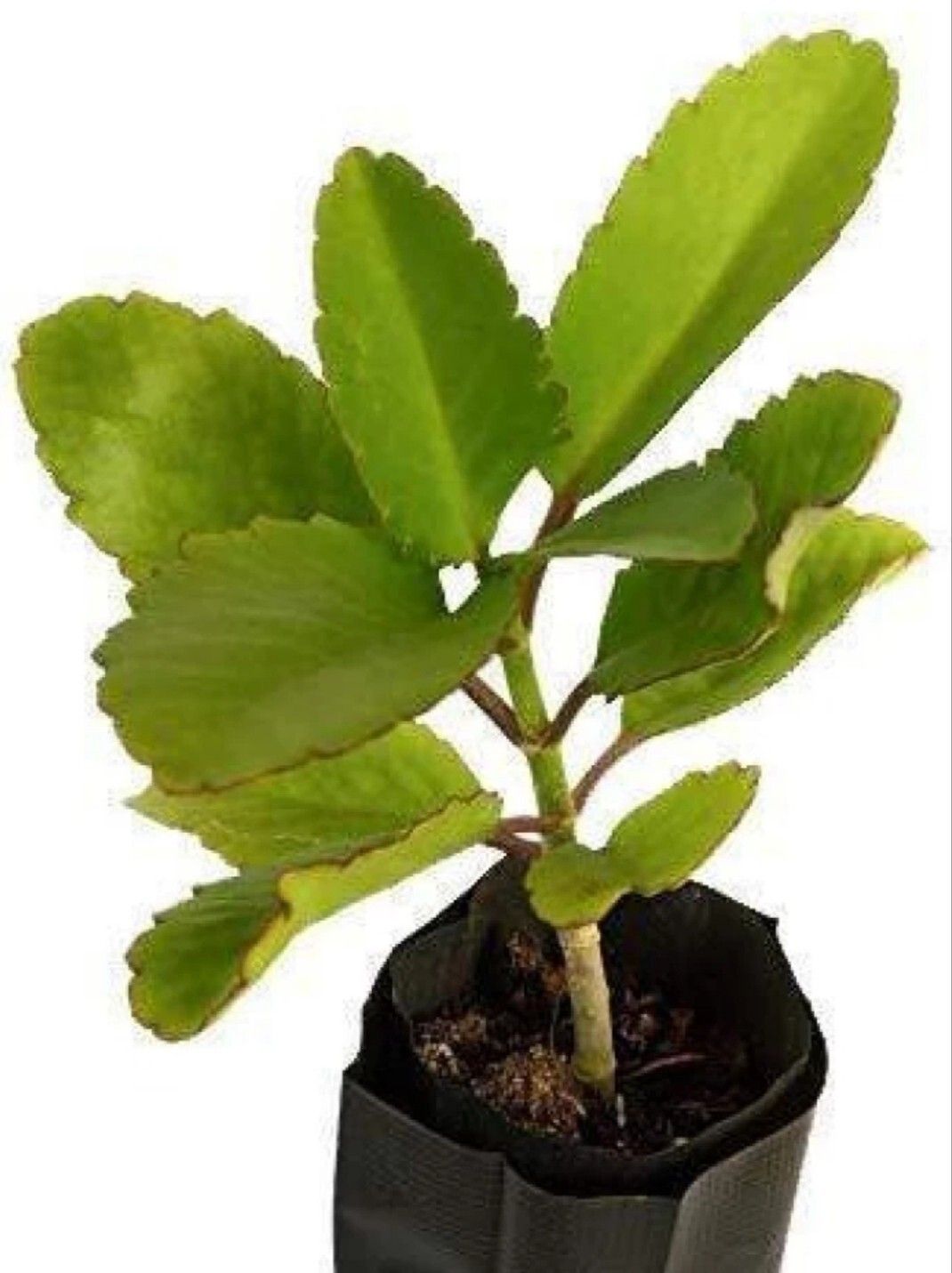 greenhousestore Bryophyllum Pinnatum/Patharchatta Plant-picture-14