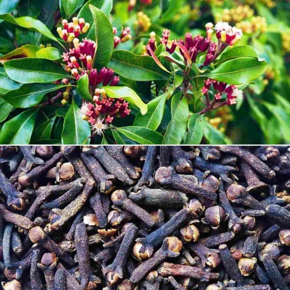 Clove Plant-image-1