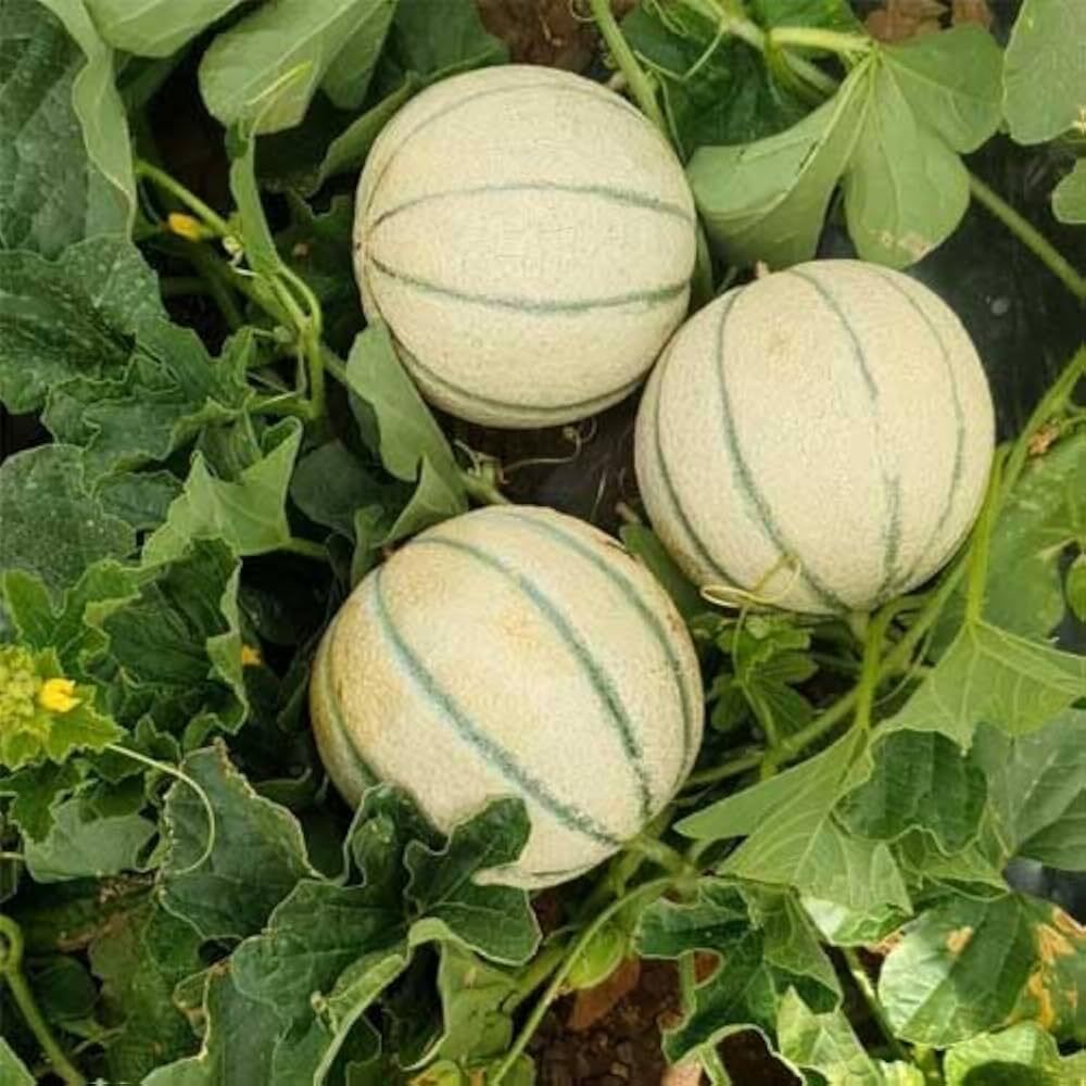 Musk Melon for Home Garden Seed-image-39