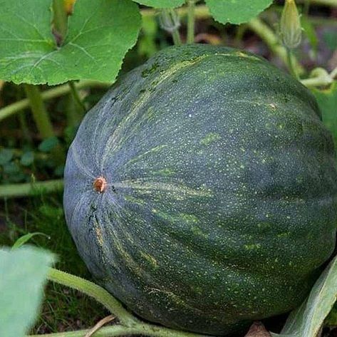 green snap Kaddu [200 Seeds] Seed-picture-38