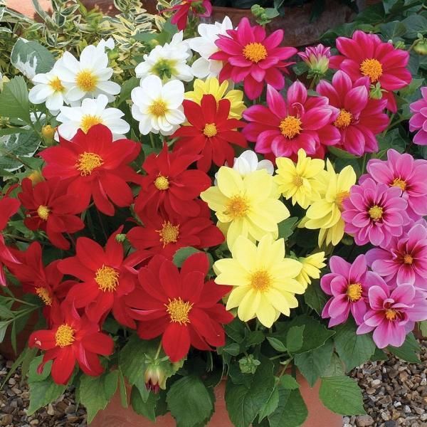 green snap Single Flowered Dahlias [200 Seeds] Seed-picture-12