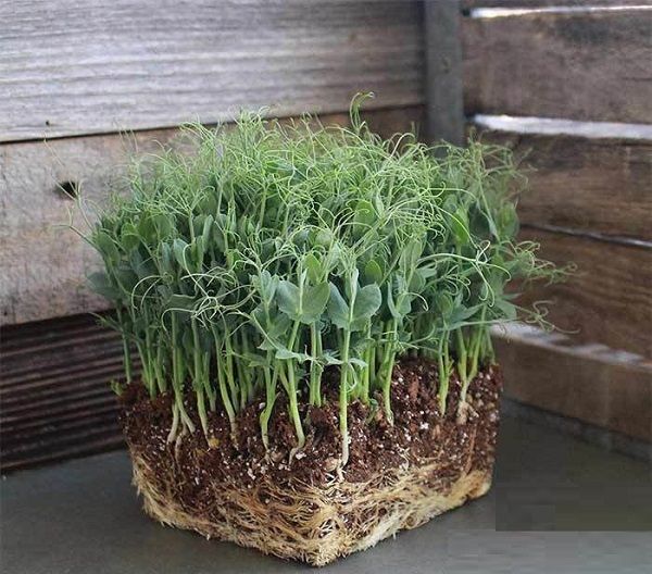 green snap PEAS MICROGREEN SEEDS [1000 Seeds] Seed-picture-45