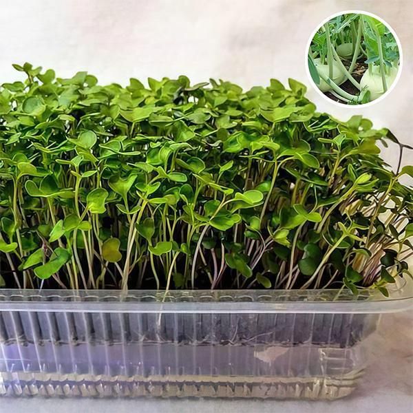 qualitvate Knol Khol, Kohl Rabi Green - Microgreen Seeds Seed-picture-16