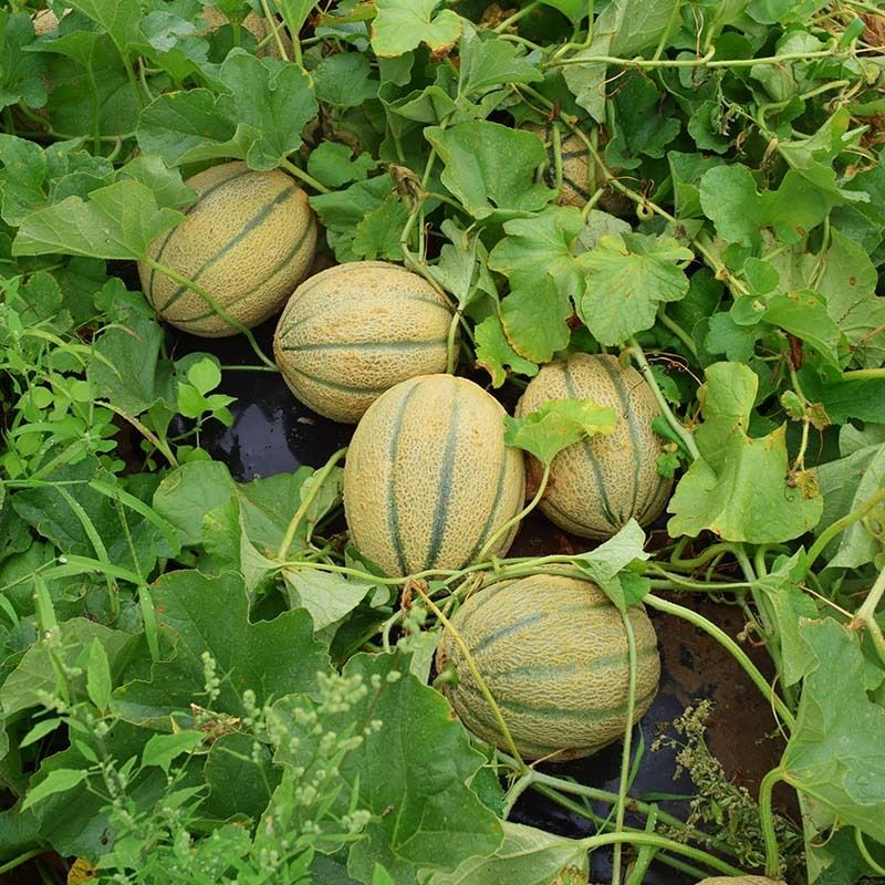 Musk Melon for Home Garden Seed-image-36