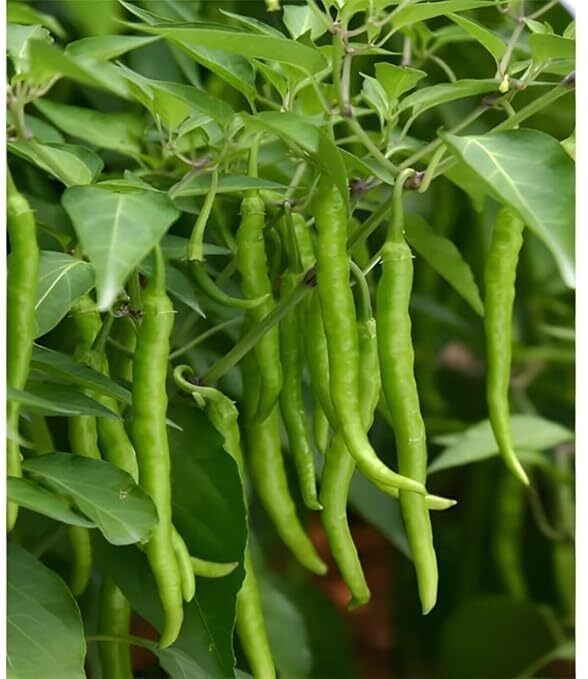 Chilli Seeds, Lal mirch Seeds, Hybrid Lanka chilli Seed-image-7